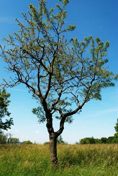 Die Bl&auml;tter eines Kirschbaumes wurden von Larven fast vollst&auml;ndig abgenagt.