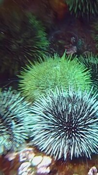 Colors dance beneath the waves as clusters of sea urchins rest on rocky ocean beds. Soft light filters through the water, highlighting their unique shapes and shades of green and black.