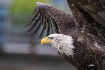 Fototapeta premium Closeup of Bald Eagle