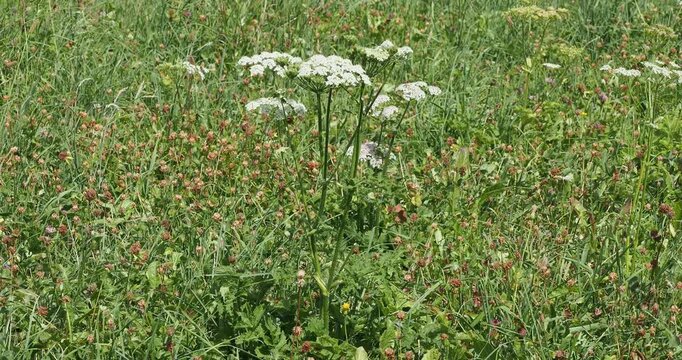 Common hogweed with erect sturdy branched stem adorned with umbels of small white flowers, toothed, segmented, and lobed leaves, and green fruits with fused seeds in a meadow 
