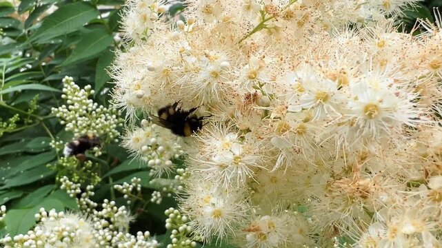 Bumblebee crawling over cluster of white spirea flowers in garden