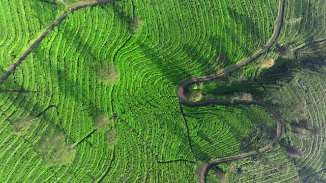 Mountain Tea Plantation Road and Rolling Hills Aerial View