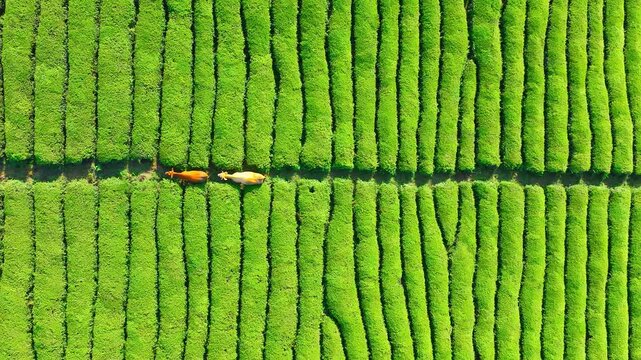 Aerial top view of cows walking through lush green tea plantation rows in Guilin, Guangxi, China.