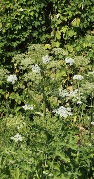 Geracleum sphondylium |  Common Hogweed - Cadweed - Clogweed. Robust wild and invasive plant of Apiaceae family found in uncultivated meadows and roadside
