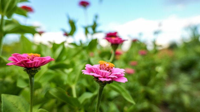 Vibrant pink zinnia flowers bloom in a lush garden under a bright blue sky