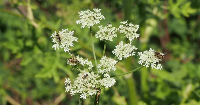 European paper wasps   (Polistes dominula) frantically foraging for nectar from small, creamy-white flowers of a common hogweed (Heracleum sphondylium) 