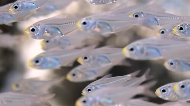 A dazzling multitude of translucent Glass Fish navigate their aquatic home. Each tiny body shimmers with an ethereal glow, creating a mesmerizing spectacle of synchronized movement.
