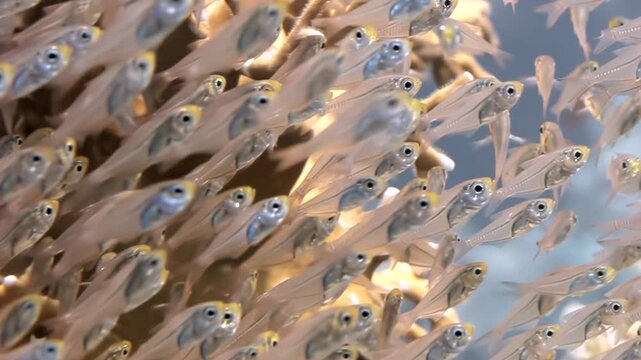 A shimmering multitude of delicate glassfish moves as one, their tiny forms reflecting soft light. This captivating underwater ballet unfolds with serene beauty.