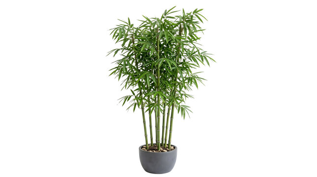 Potted bamboo plant with lush green leaves, tropical indoor bamboo tree in grey ceramic pot, decorative houseplant isolated on white background