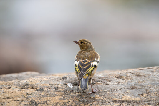 Close-up of bird (European greenfinch) perched on a rock by the river