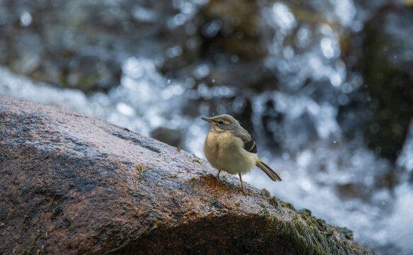 Close-up of a bird (yellow wagtail) perched on a rock in the river
