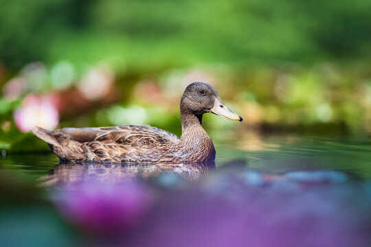 Duck swimming on the pond among lotus. Close up, blur background