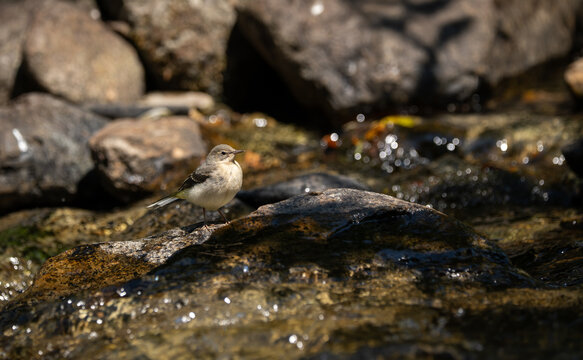 Young bird (yellow wagtail) waiting for its mother to return on a rock near the river
