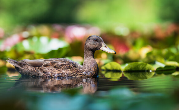 Duck swimming on the pond among lotus. Close up, blur background