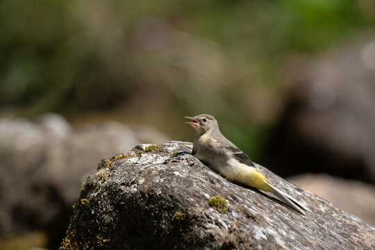Young bird (yellow wagtail) waiting for its mother to return on a rock near the river