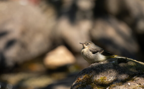 Young bird (yellow wagtail) waiting for its mother to return on a rock near the river

