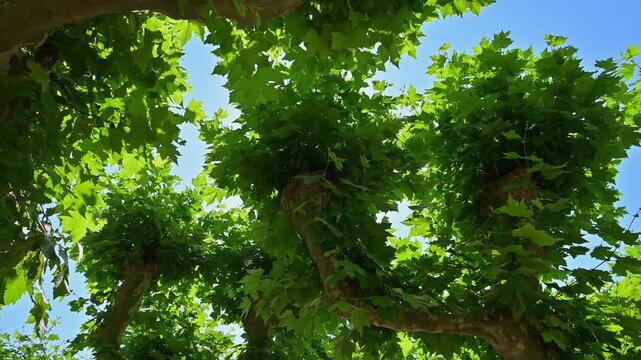 Blick in den blauen Himmel durch dichte gr&uuml;ne Baumkronen an einem sonnigen Tag, Platane, Eltville am Rhein, Rheingau, Hessen, Deutschland