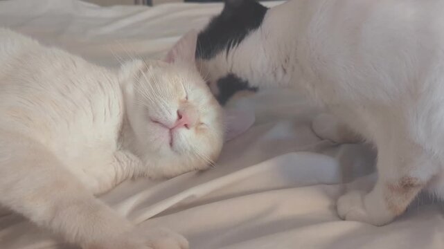 Calico Cat Grooming Licking White Cat On Bed Horizontal 4K Footage Affectionate Feline Bonding Indoor Pet Interaction Domestic Animal Candid Video