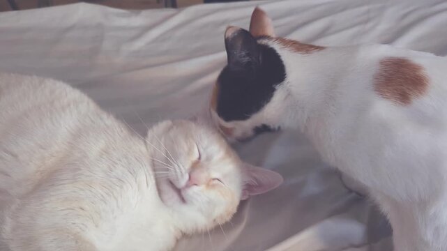 Calico Cat Grooming Licking White Cat On Bed Horizontal 4K Footage Affectionate Feline Bonding Indoor Pet Interaction Domestic Animal Candid Video