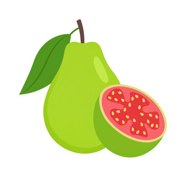 guava illustration 