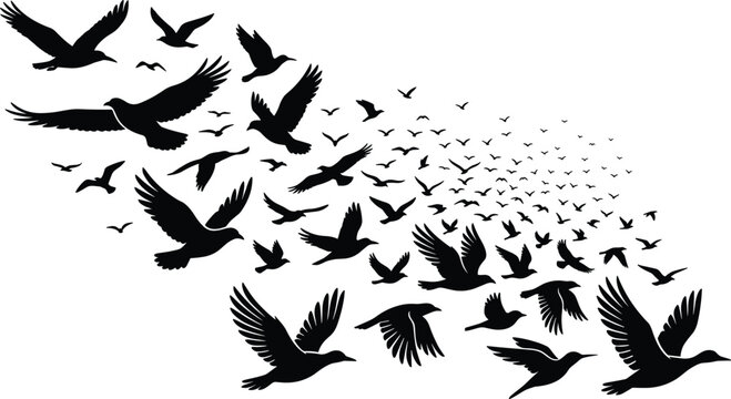 Flock of birds flying in sky black silhouette vector illustration featuring migratory wild birds seagull pigeon and raven silhouettes