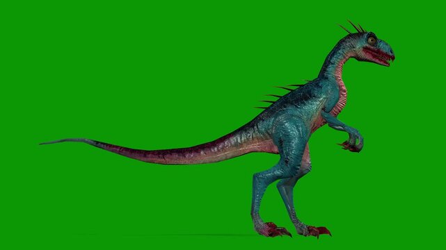 Dinosaur Raptor idle Scene From Right Side 3D Render Animation on Green Screen