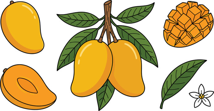 Fresh yellow mango fruit vector illustration set with whole halves cubed slices green leaves and flower