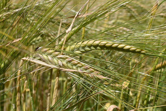 Gersten&auml;hre auf einem Sommerfeld