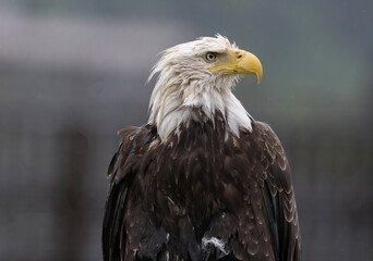 Naklejka premium Closeup of Bald Eagle