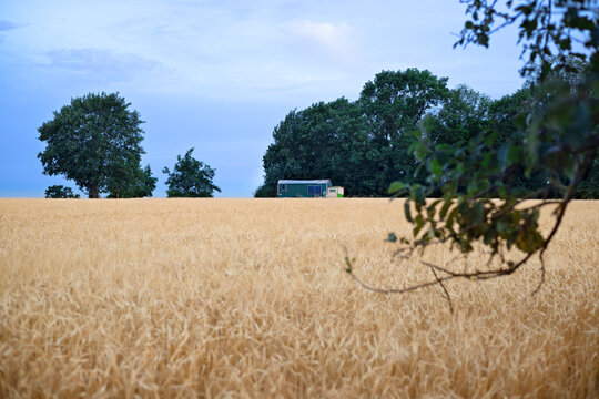 Golden wheat field with rural caravan and trees beneath a tranquil summer sky