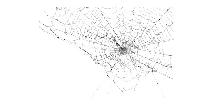 Web Corner Spider Sketch Illustration, Hand Drawn Dense Cobweb Line Art Isolated on White Background, Black and White Ink Drawing of Tangled Web Threads with Spider for Halloween Design