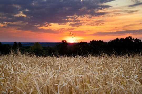 Golden wheat field at sunset beneath dramatic colorful summer clouds in rural countryside