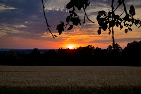 Golden sunset over wheat field framed by silhouetted tree branches under dramatic summer sky