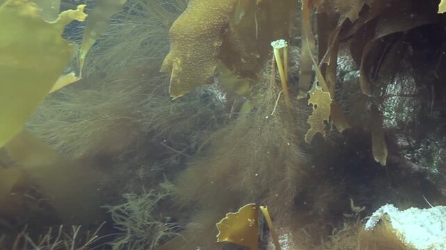 Beneath the waves, marine plants flourish. Sunlight creates dappled shadows and beams shine on waving algae and other flora in the tranquil depths of the Atlantic Ocean.