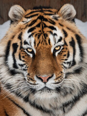 Fototapeta premium Powerful close-up portrait of a siberian tiger face in winter.
