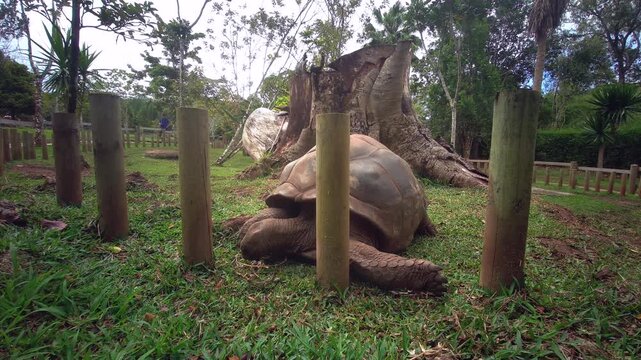 01.Tortoise Park-14.11.2025