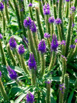 Spiked speedwells (Veronica spicata 'Royal Candles') producing blue flowers clustered in long, dense spikes. Calyx with four sepals. Blue-violet corolla with long tube, petals resembling two lips
