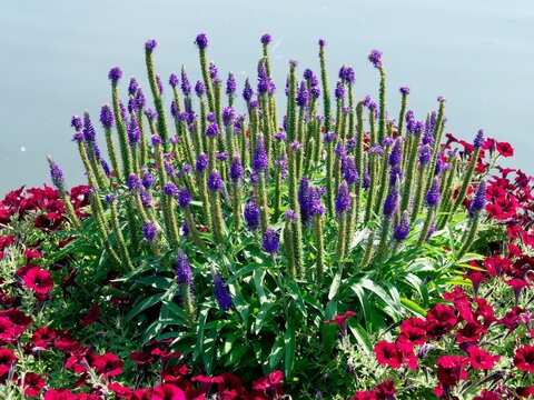 Spiked speedwells (Veronica spicata 'Royal Candles'). Upright spikes bearing numerous deep blue to purple small star-shaped small flowers and toothed green lance-shaped leaves
