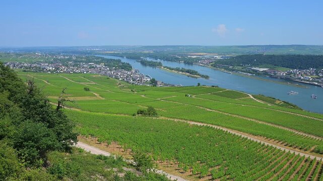 Weinberge mit verschlungenen Pfaden entlang eines Flusses unter einem klaren blauen Himmel, Rhein, R&uuml;desheim am Rhein, Rheingau, Hessen, Deutschland