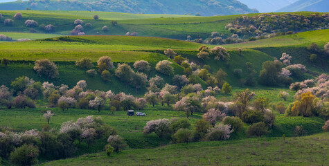 Fototapeta premium Blooming wild apple trees in the Almaty Region of southeastern Kazakhstan.