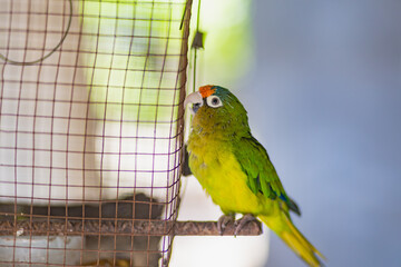 Parakeet by its Cage © Dan