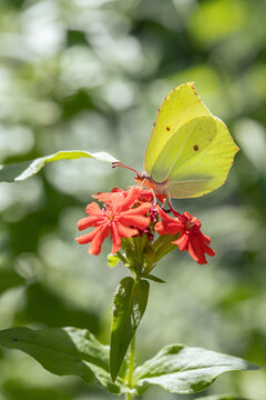 Male brimstone butterfly (Gonepteryx rhamni) feeding on flower of Bristol (Silene calcedonica).