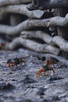 Marching Crabs
