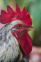 Portrait of a Rooster © Dan