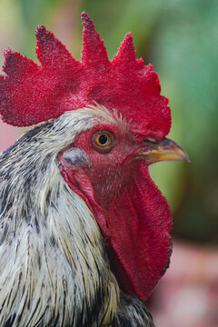 Portrait of a Rooster