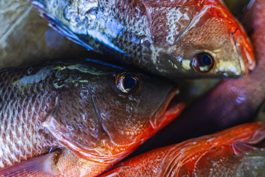 Surprised Fish