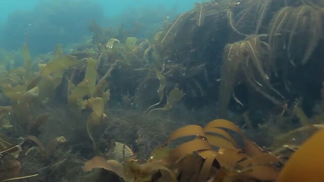 Submerge yourself in this captivating kelp forest located off the California coast. The golden and brown seaweeds sway gently in the current, creating a mesmerizing underwater ballet.