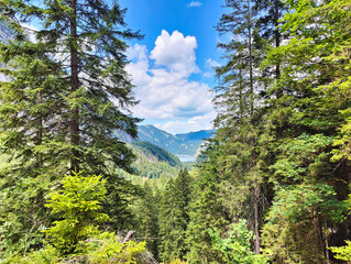 A picturesque view of distant mountains and a blue alpine lake seen through a natural frame of lush coniferous trees. © stanhert