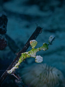 Halimeda Ghostpipefish - Solenostomus halimeda - Halimeda Geisterpfeifenfisch