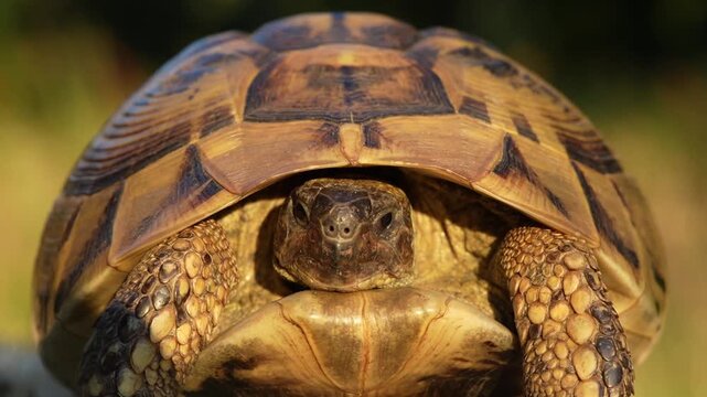 Balkan tortoise (Testudo hermanni boettgeri) walking toward camera at golden hour, close-up portrait